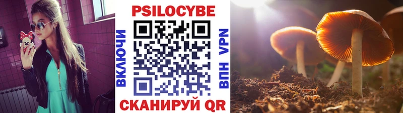 Псилоцибиновые грибы Psilocybe Пересвет